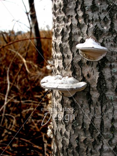 Arbre champignons étincelants