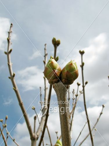 Bourgeons extrémité tige ciel