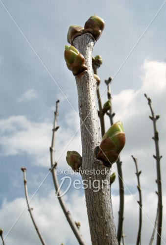 Bourgeons tige vers ciel