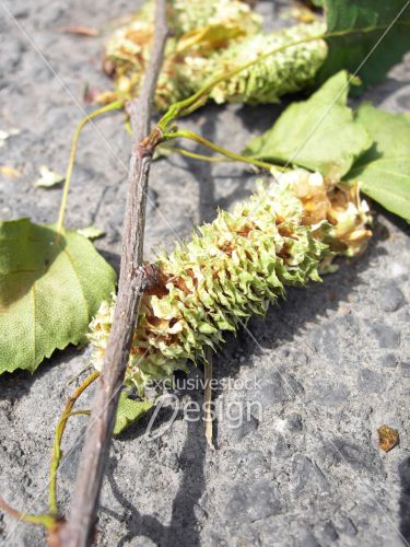 Branche bouleau contenant graines asphalte zoom Branche bouleau contenant graines asphalte zoom