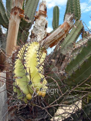 Cactus jaune vert gros piques ciel bleu 