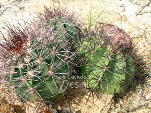 Cactus longs piques sol désertique