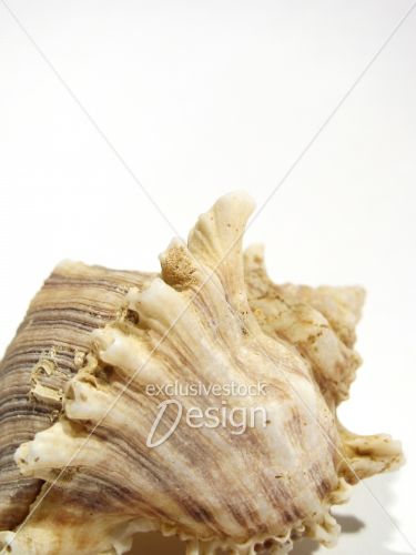Coquillage mer gros plan isolé fond blanc Coquillage mer gros plan isolé fond blanc