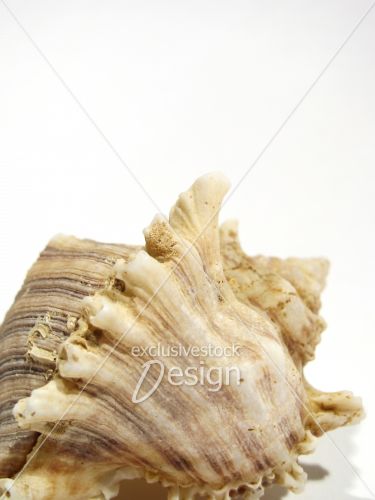 Coquillage mer gros plan isolé fond blanc