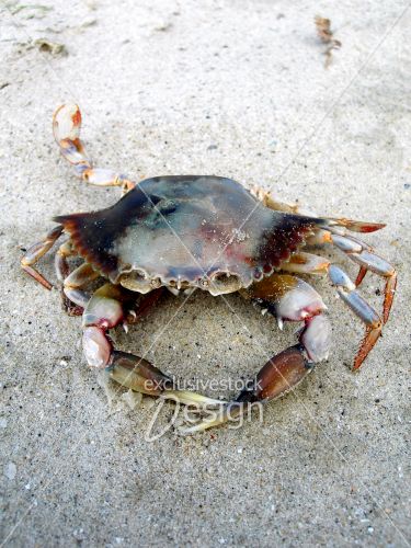 Crabe foncé mort sable blanc