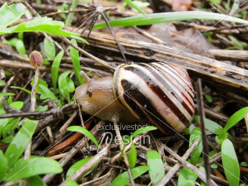 Escargot sol pluvieux