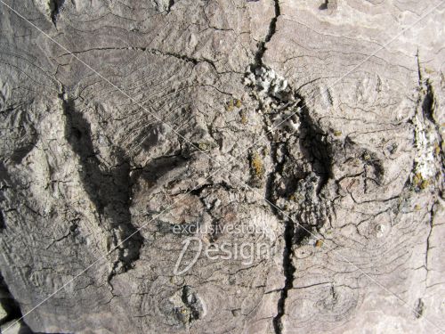 Fentes tronc arbre. Fentes tronc arbre.