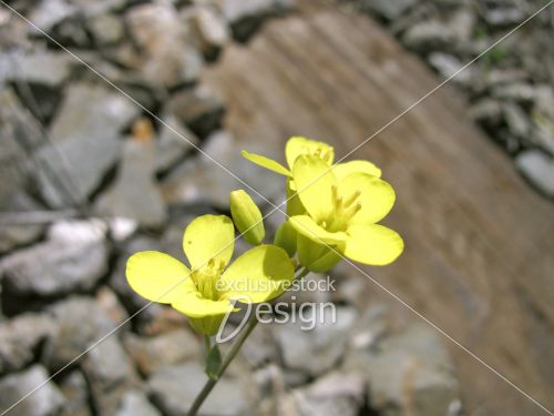 Fleur jaune roches planche bois