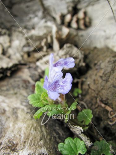 Fleur mauve bleu tronc arbre Fleur mauve bleu tronc arbre