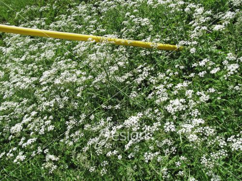 Fleurs blanches cable soutient