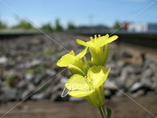 Fleurs jaunes chemin de fer