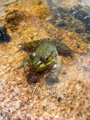 Grenouille de face Grenouille de face