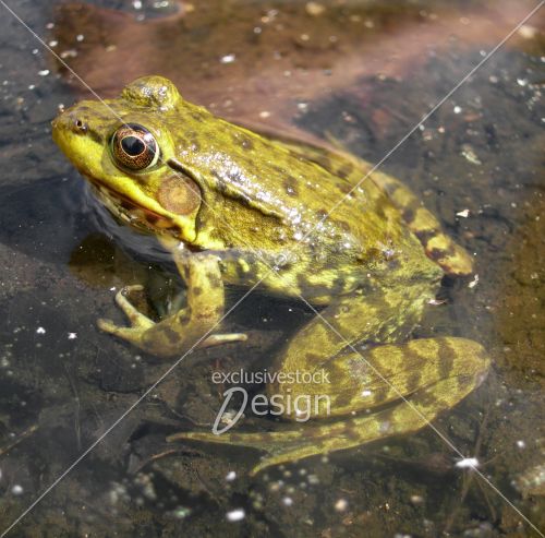 Grenouille plan rapproché