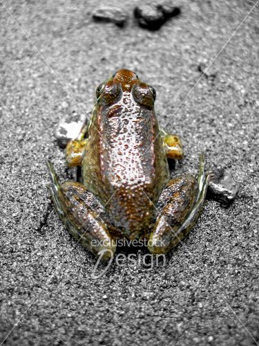 Grenouille sur sable