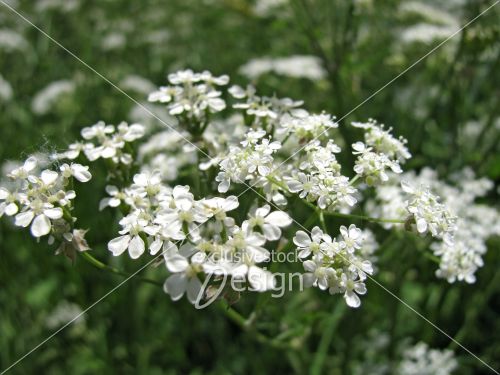 Groupe petites fleurs blanches Groupe petites fleurs blanches