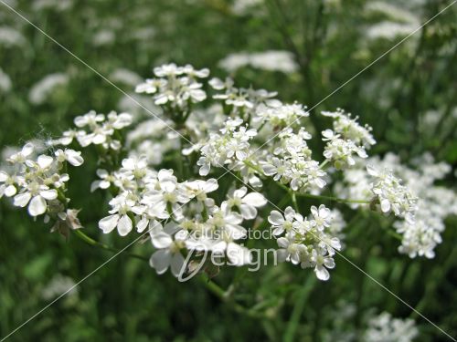 Groupe petites fleurs blanches