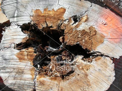 Intérieur tronc arbre texturé
