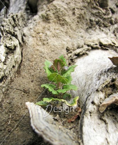 Jeune pousse tronc arbre mourant