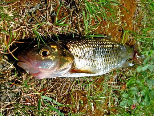 Petit poisson suceur Petit poisson suceur