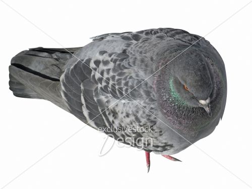 Pigeon isolé