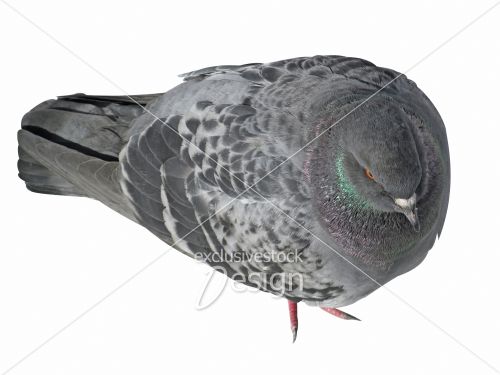 Pigeon isolé Pigeon isolé