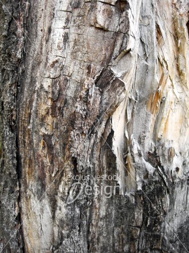 Texture tronc arbre grugé par temps