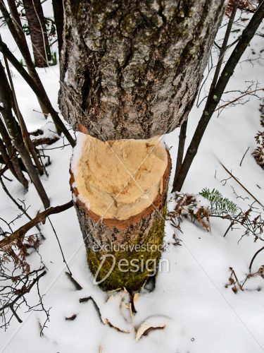 Tronc arbre rongé castor neige Tronc arbre rongé castor neige