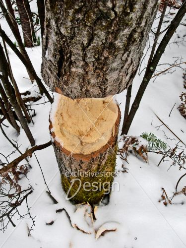 Tronc arbre rongé castor neige