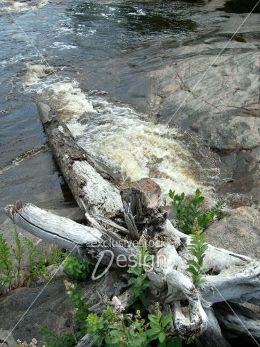 Tronc arbre sec bord eau turbulent