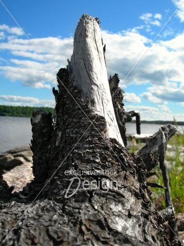 Tronc arbre sol face lac
