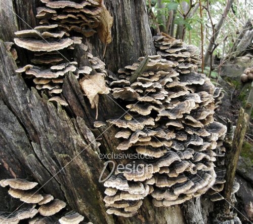 Tronc arbre vieilli champignons feuilles mortes