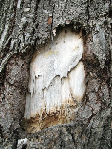 Trou écorce révélant intérieur tronc arbre