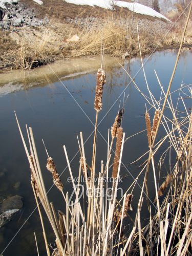 Étang dégel début du printemps hiver