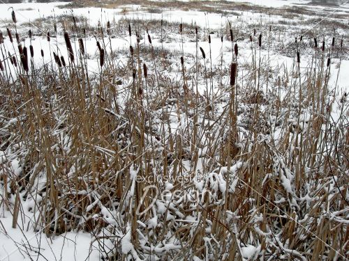 Étang recouvert neige hiver