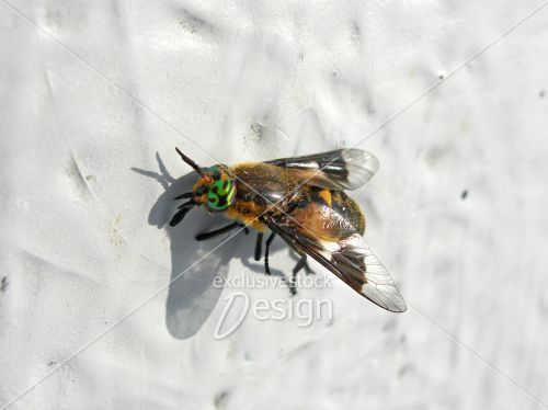 mouche sol blanc mouche sol blanc