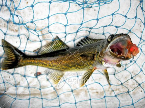 poisson doré dans filet