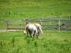 Horses grazing the green grass