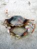 Dark crab dead on white sand