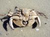 Dead crab on its back with pink legs