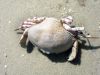 Crabe mort pâle avec pattes roses