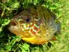 Pumpkinseed on the lawn with the mouth wide open
