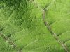 Leaf of green plant close-up