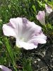 Fleur à grandes pétales blanches et mauves