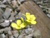 Fleurs jaunes sur roches et planche de bois