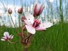 Fleur rose et blanche sur champ d'herbe verte