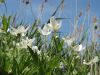 Healthy white flowers in a green field