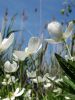 Fleurs blanches en santé poussant vers le ciel en gros plan