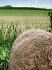 Mound of hay on fields tilled for agriculture