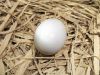 Egg on the nest of straw