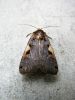 Moth on pale cement